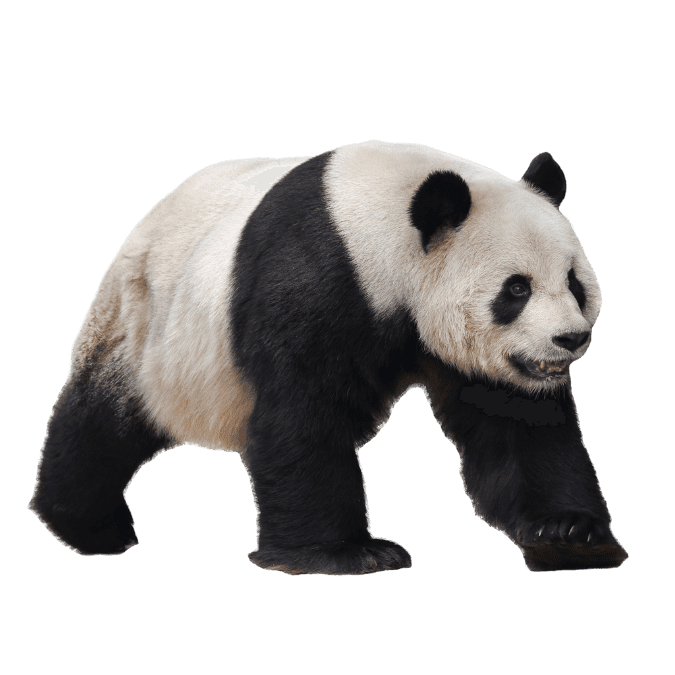 ぱんだ