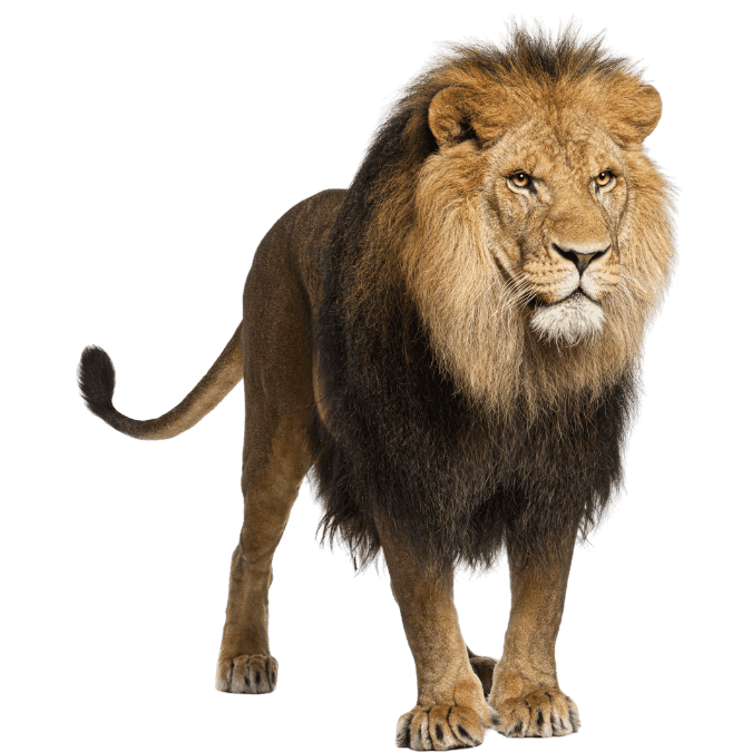 ライオン