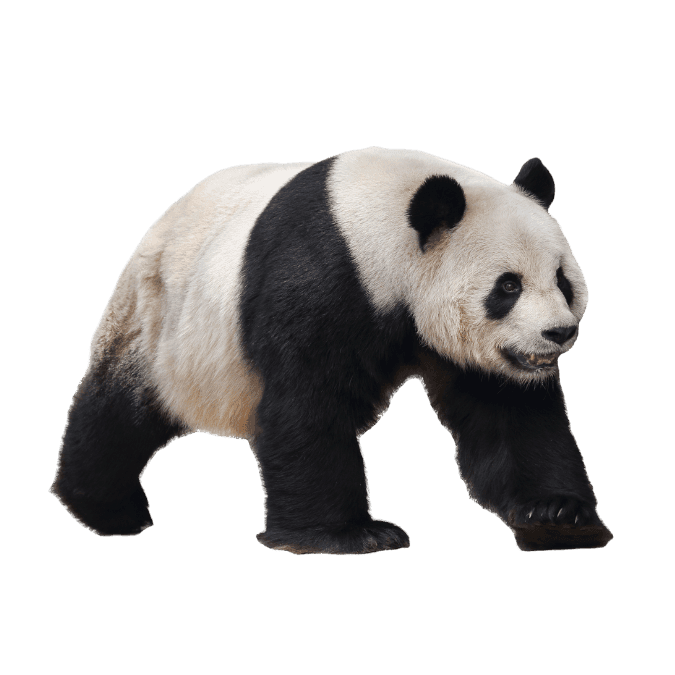 パンダ