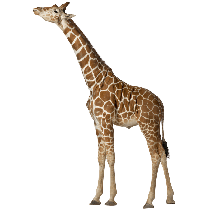 きりん