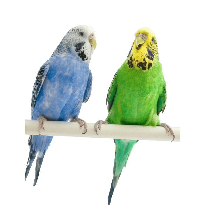 インコ
