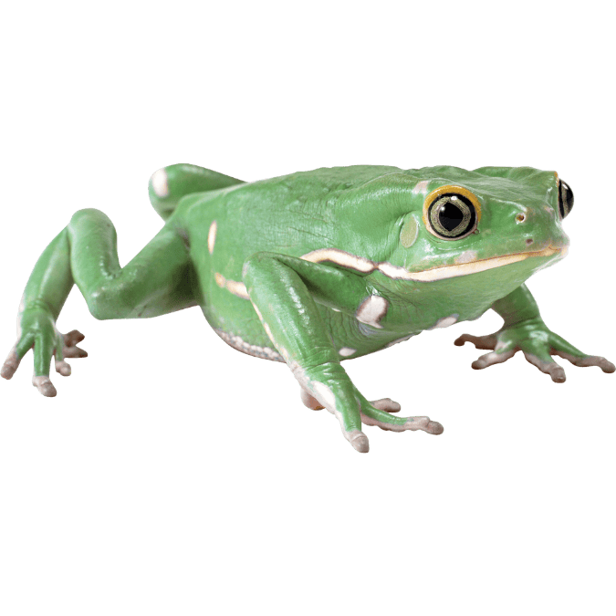 カエル