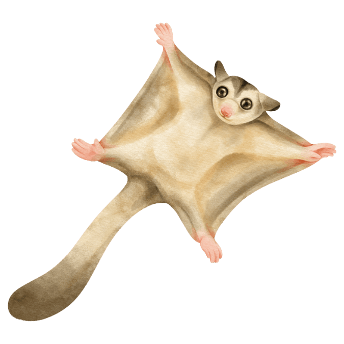 ムササビ